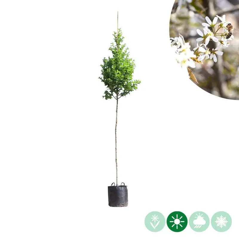 Amelanchier Rainbow Pillar - hoogstam | Direct bestellen