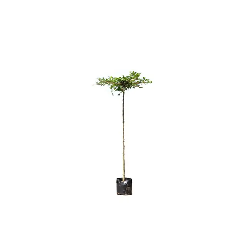 Scherpe prijs | Carpinus betulus - kruisdak