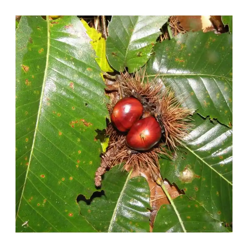 Castanea sativa - Veel gevraagd