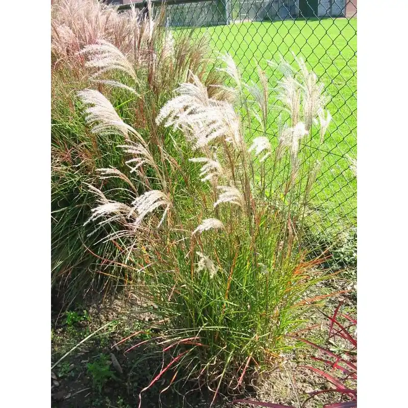 Miscanthus Graziella - Koopje