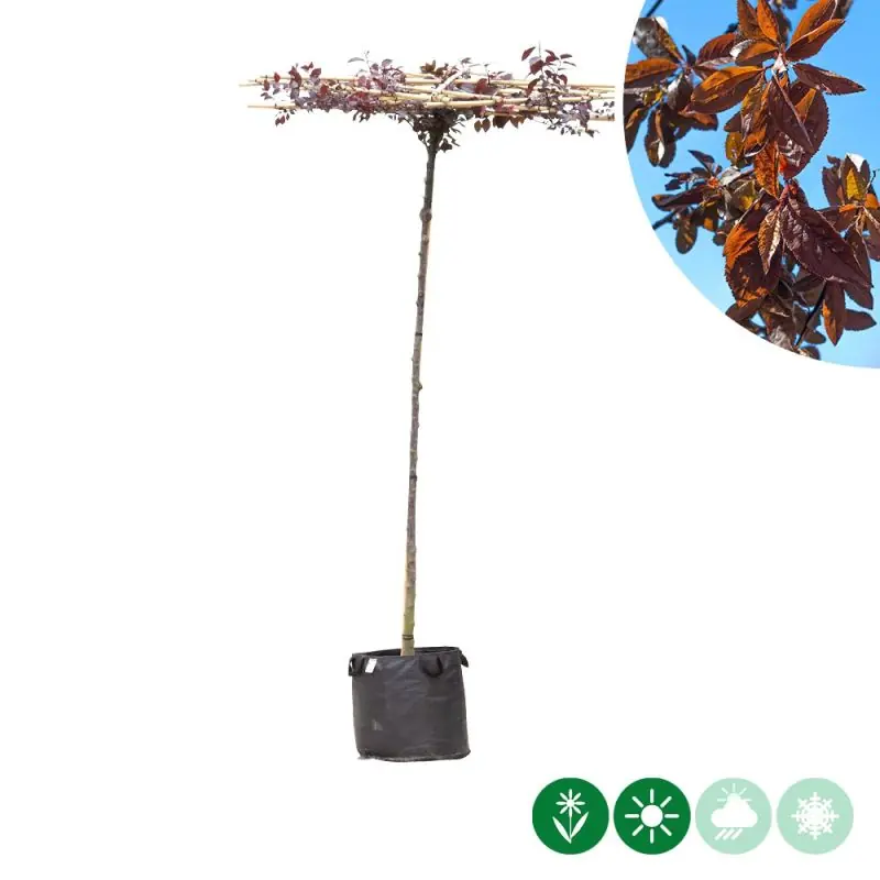 Prunus Nigra - kruisdak | Hoge kwaliteit