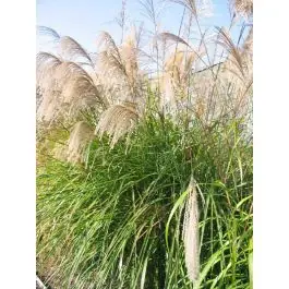 Bespaar meer - Miscanthus Grosse Fontäne