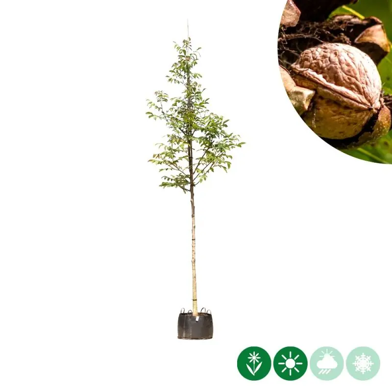 Erg populair | Juglans Regia