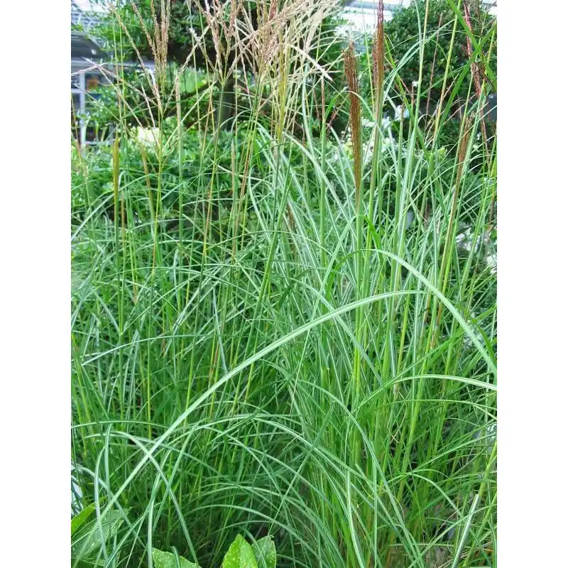 Miscanthus Herman Mussel | Actieprijs