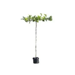 Platanus Hispanica - kruisdak | Veilig betalen
