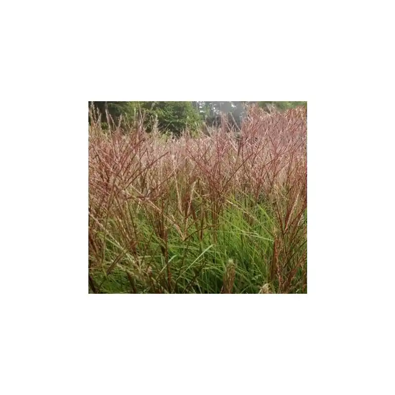 Nieuw in de shop - Miscanthus Kleine Silberspinne