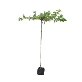 Morus Alba Fruitless - kruisdak - Prijs verlaagd