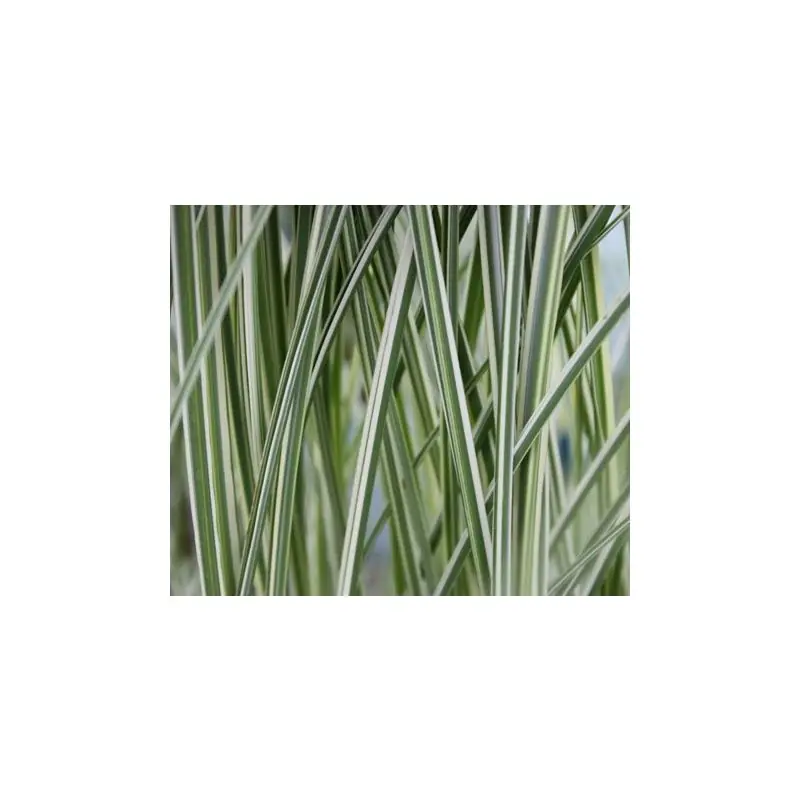 Gratis retourneren - Miscanthus Morning Light