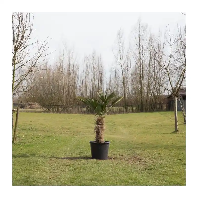 Alleen vandaag | Trachycarpus wagnerianus