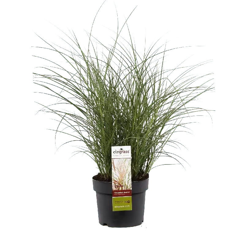 Miscanthus Silberfeder | Premiumkwaliteit