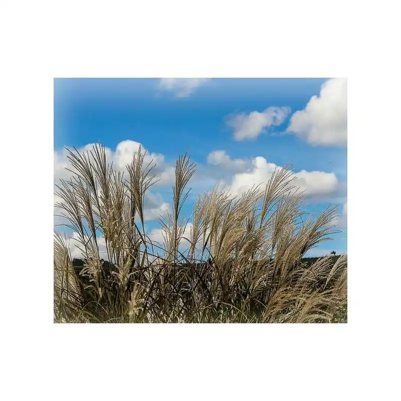 Miscanthus Malepartus | Veilig winkelen