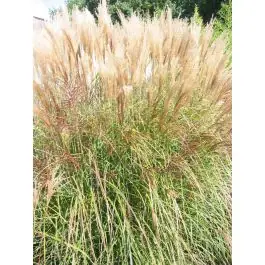 Miscanthus Silberspinne - Beste prijs