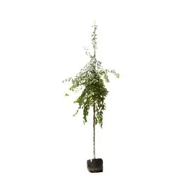 Malus Floribunda | Voeg toe aan winkelwagen