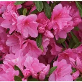 Korting - Rhododendron Amoena