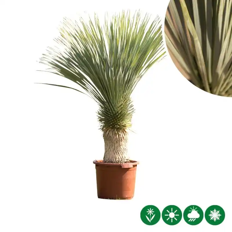 Speciale deal | Yucca rostrata