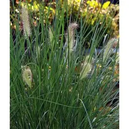 Superprijs - Pennisetum alopecuroides
