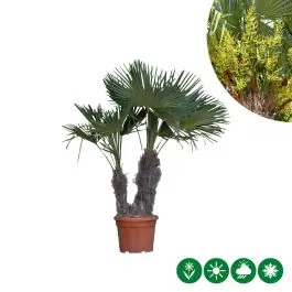 Zeer goed beoordeeld | Trachycarpus fortunei - 2-stam