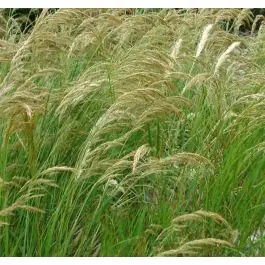 Topkwaliteit - Stipa calamagrostis