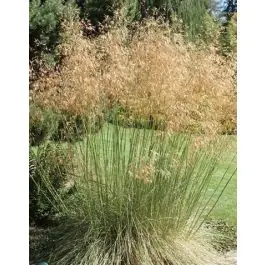 Stipa gigantea | Prijsverlaging