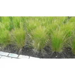 Stipa Ponytails - Superprijs