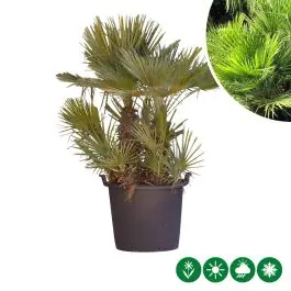Chamaerops humilis - meerstammig - Uitverkoop