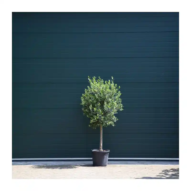 Hoge kwaliteit | Olea europaea