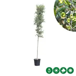 Bestseller | Olea europaea - hoogstam