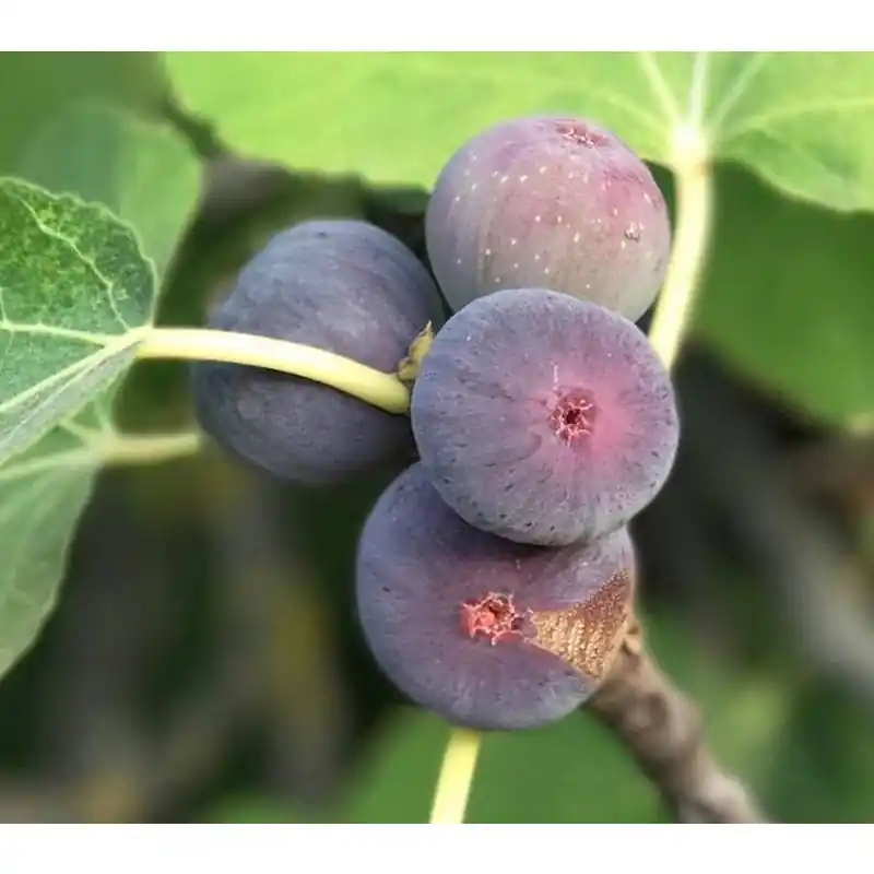 Extra korting | Ficus carica
