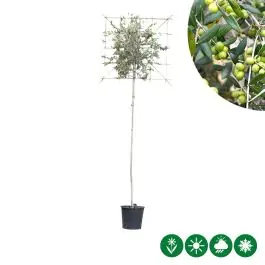 Olea europaea - leiboom - Nieuw in het assortiment
