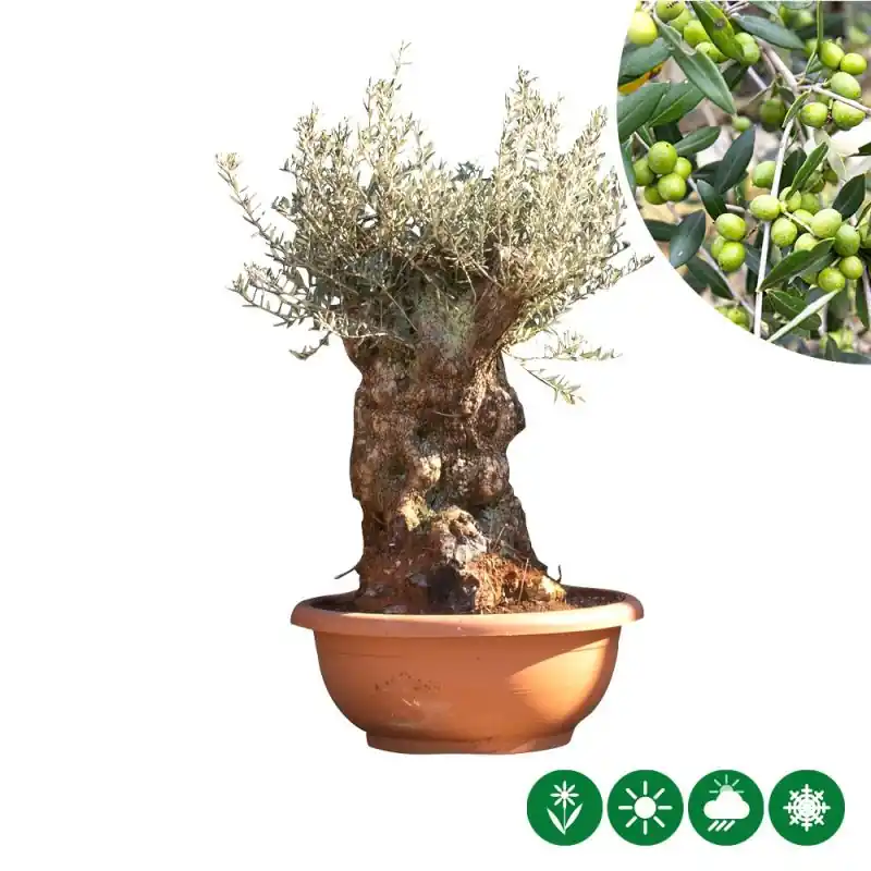 Wees er snel bij - Olea Europaea - bonsai