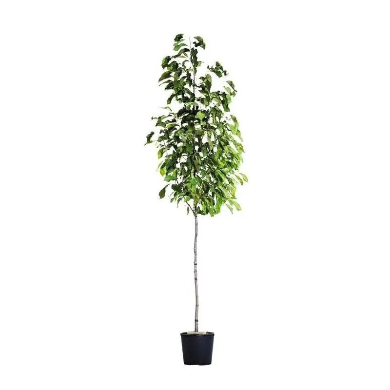 Alleen deze week - Magnolia Kobus