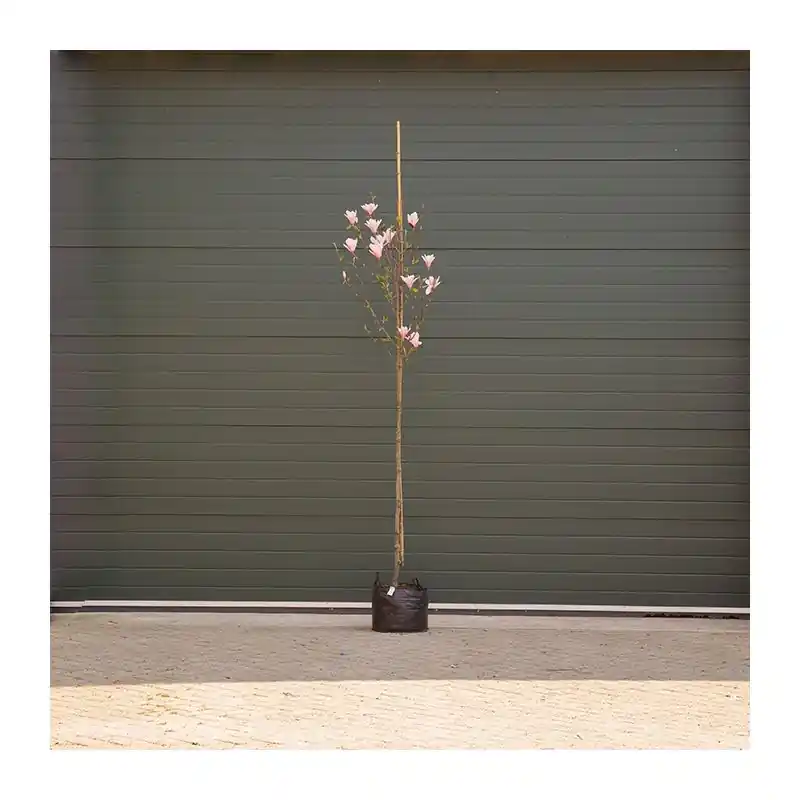 Koopje - Magnolia Heaven Scent