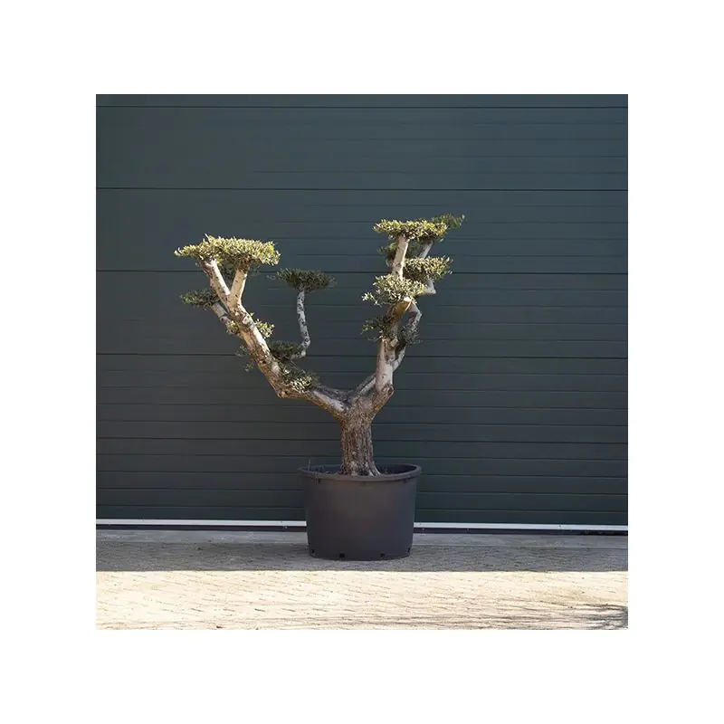 Outlet | Olea europaea Pon Pon
