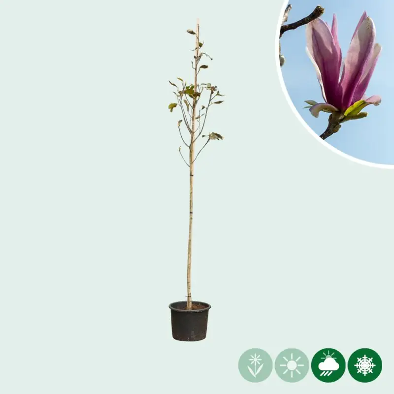 Bestel nu | Magnolia Spectrum