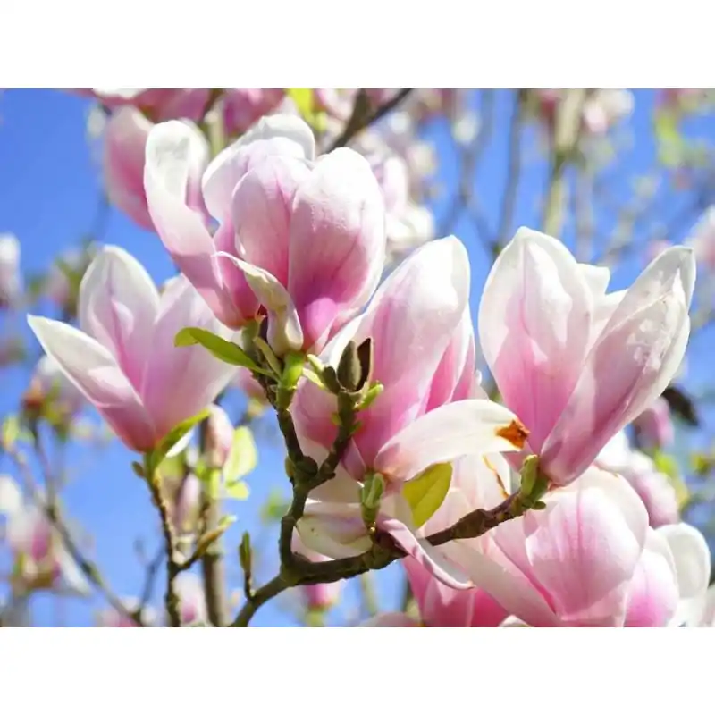 Magnolia soulangeana | Actie
