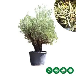 Veilige betaling | Olea Verdial