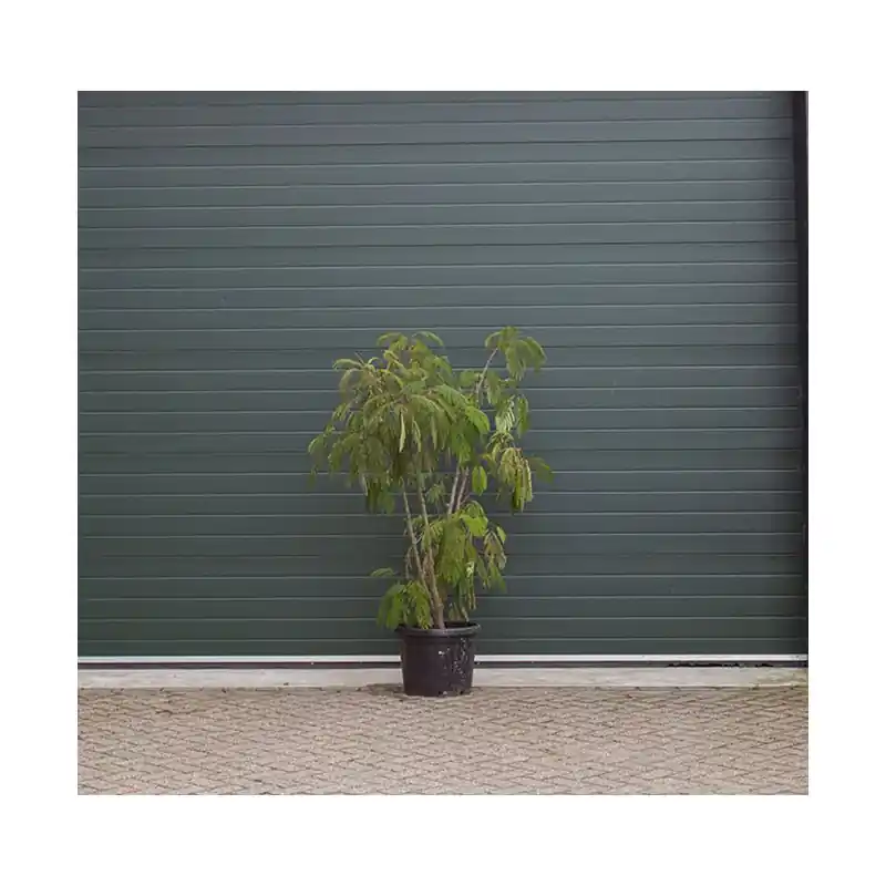 Albizia Julibrissin - meerstammig | Net binnen
