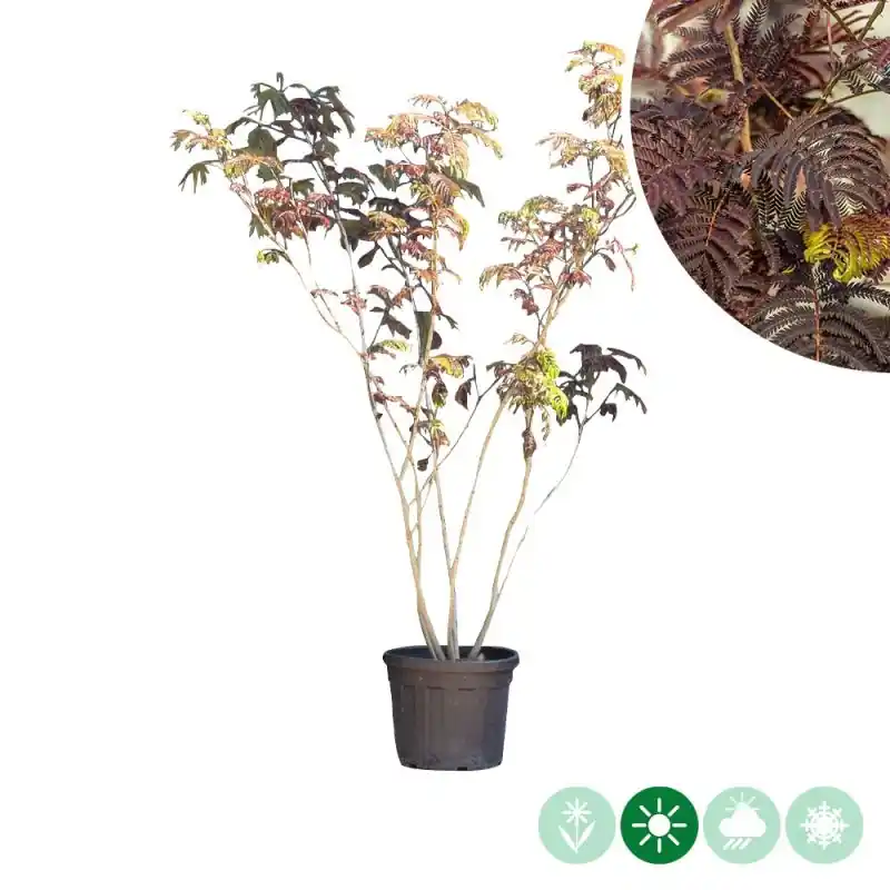 Albizia Summer Chocolate - meerstammig - Populair bij klanten
