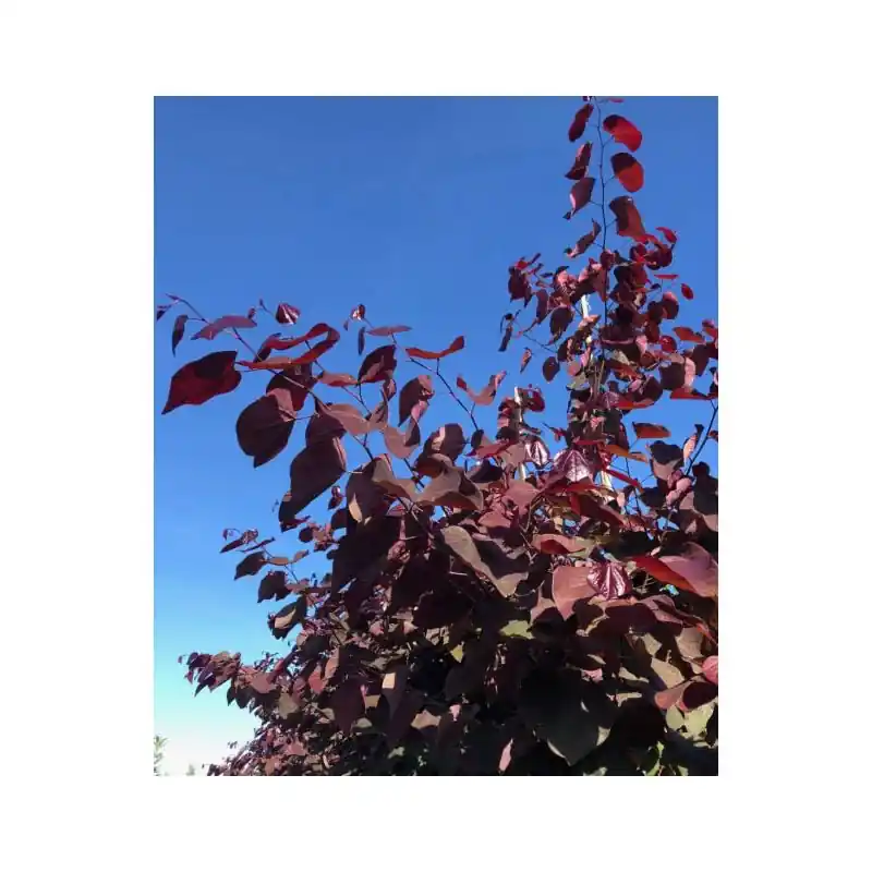 Cercis Forest Pansy - meerstammig | Scherpe prijs