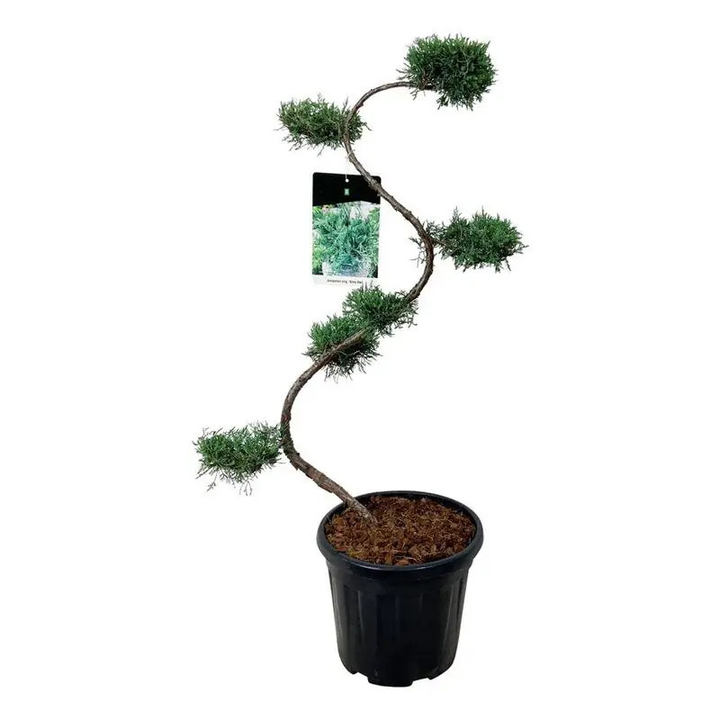 Wees er snel bij - Juniperus Grey Owl - bonsai