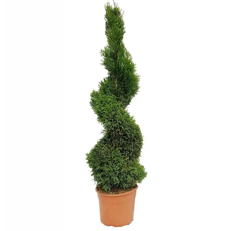 Thuja Smaragd - spiraal | Deal