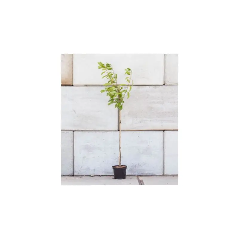 Tijdelijke aanbieding - Prunus Kordia