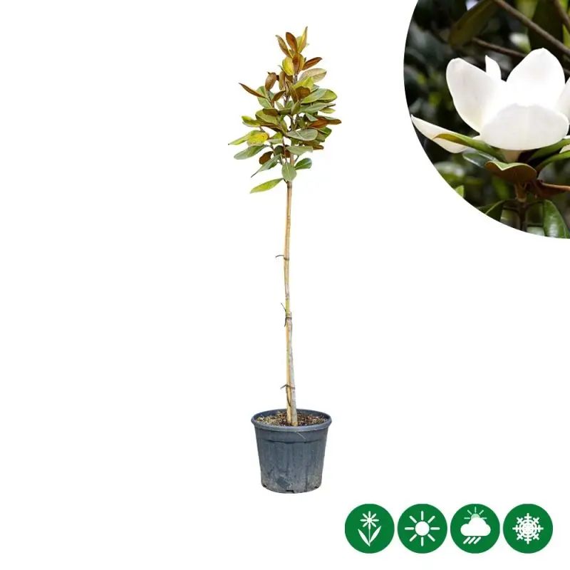 Favoriet van klanten - Magnolia grandiflora