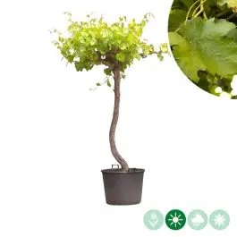 Vitis vinifera - dakvorm - Vanaf nu beschikbaar