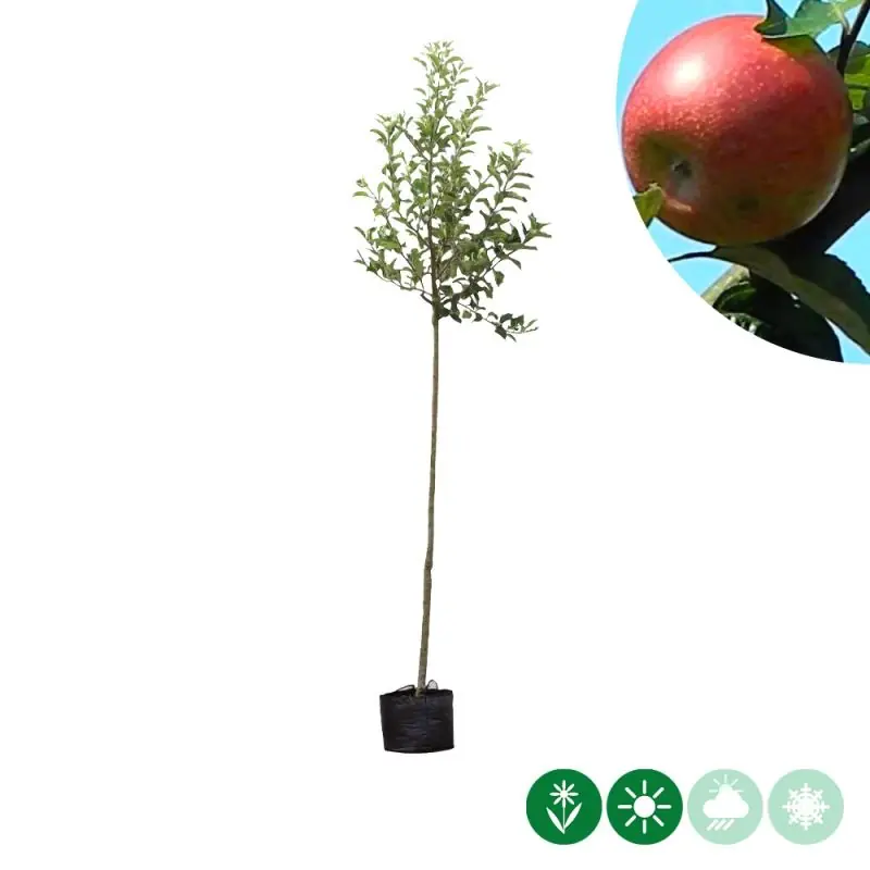 Malus Benoni | Voordelig