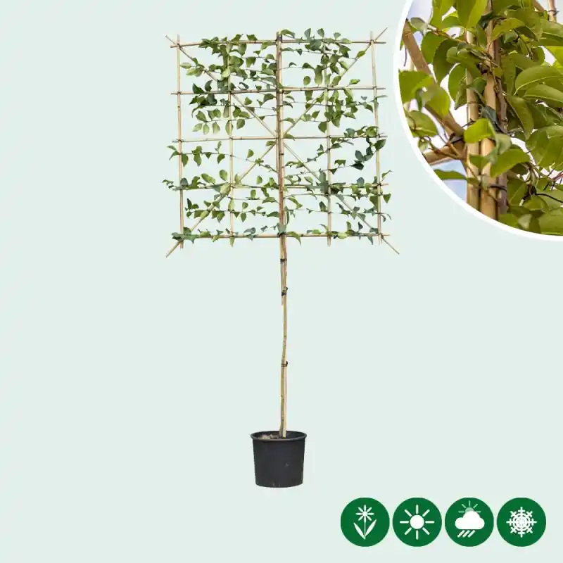 Prunus Tico - leiboom | Uitverkoop