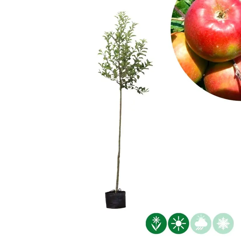 Malus Santana | Direct van de fabrikant