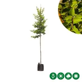 Prunus Tico - Actie