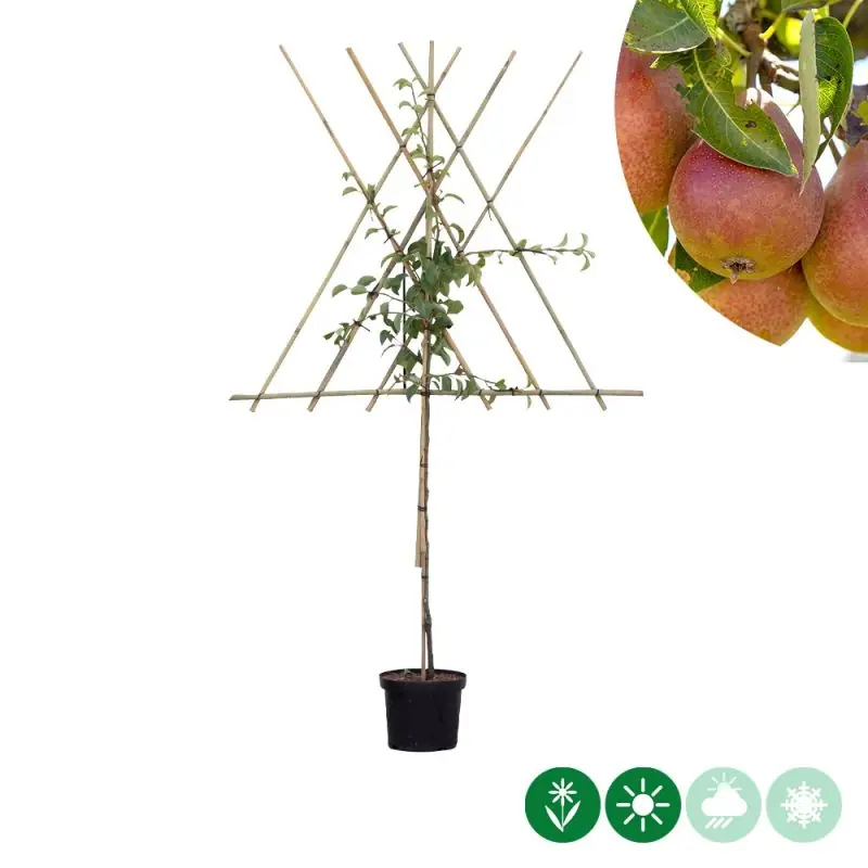 Actie loopt bijna af - Pyrus Bonne Louise d‘Avranches - leiboom