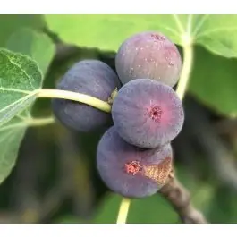 Ficus carica | Populair bij klanten